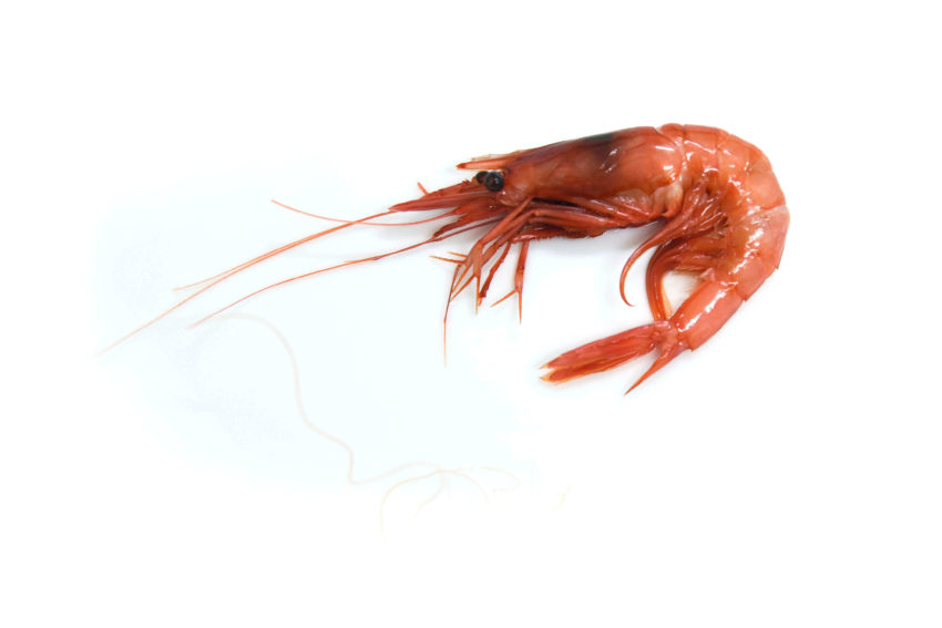 gamba vermella paella mariscada proximitat temporada tradicio pescaderia online